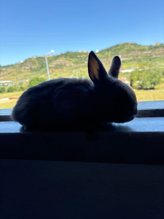 Coelhinho anão bebe muito docil