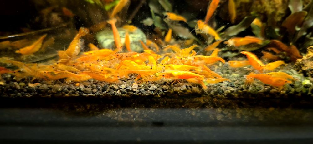 Krewetki Neocaridina Orange 10szt - dowóz Śrem / okolice