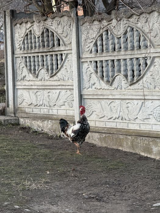 Продаються півні
