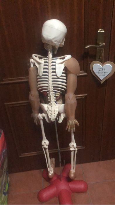 Coleçao Completa Corpo Humano NG