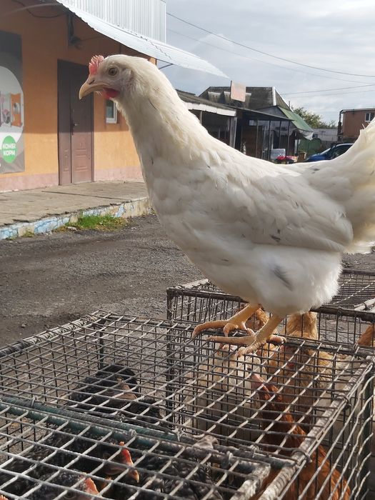 Курочки яєчного кросу Ломан Сенді