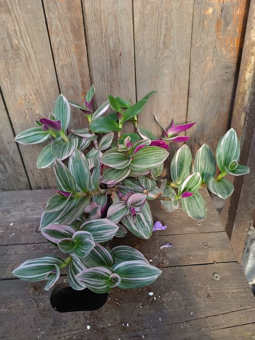 Trzykrotka nanonuk/violet green