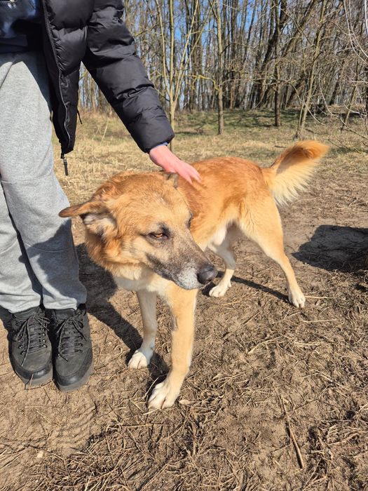 Lisek Fito szuka swojego miejsca na ziemi!