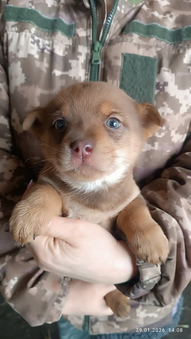 Віддам маленьке цуценя