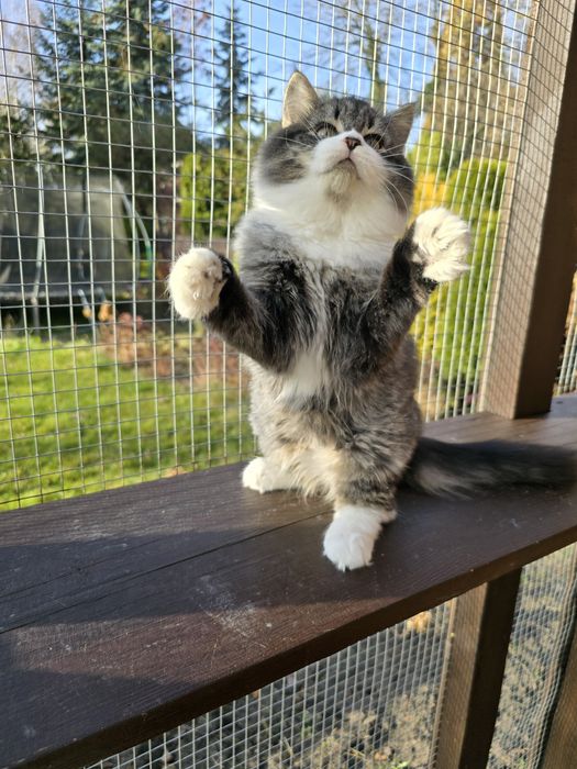 Kotka syberyjska FPL rodowód