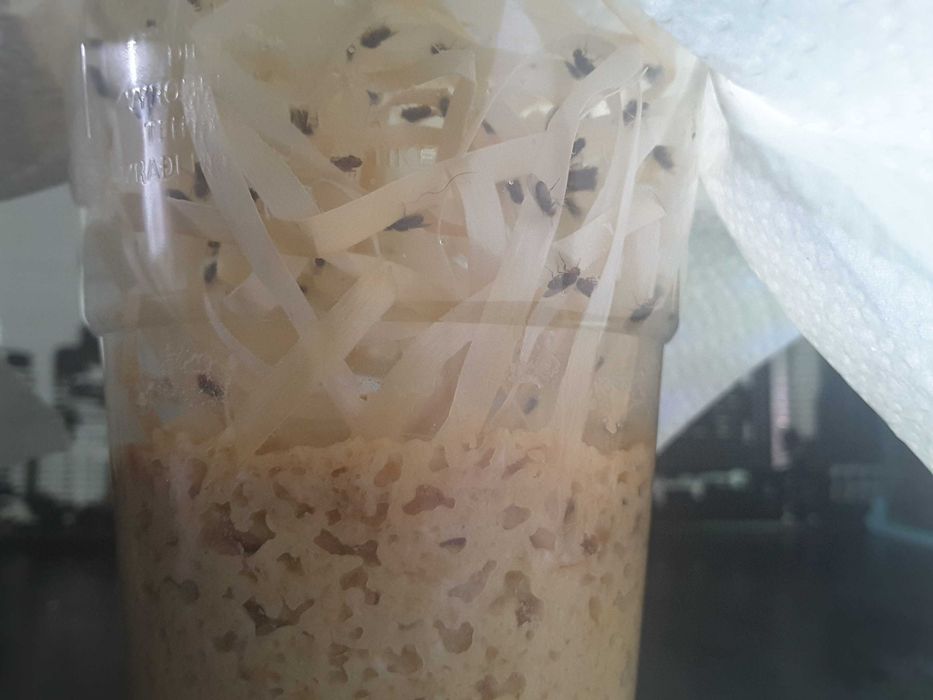 Muszki owocówki nieloty  z larwami  D.Hydei