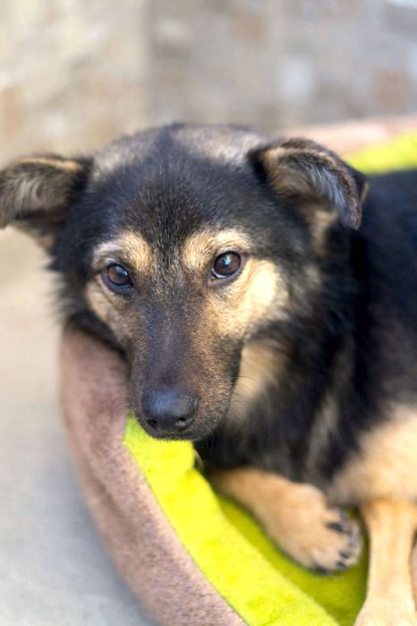 Песик Максік шукає люблячу родину (1 рік, кастрований, перша вакцина)