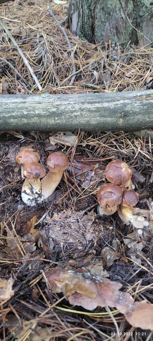 Гриби, Польські,Мариновані.