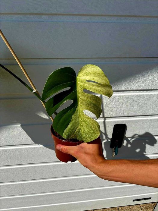 Monstera Jungle mint - Szczyt