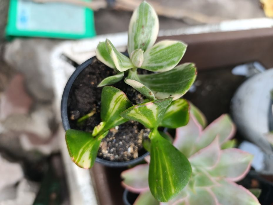 Крассулы, суккуленты