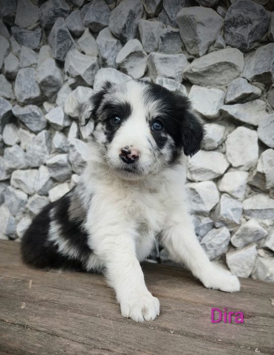 Border collie suczka Blue merle przebadani rodzice