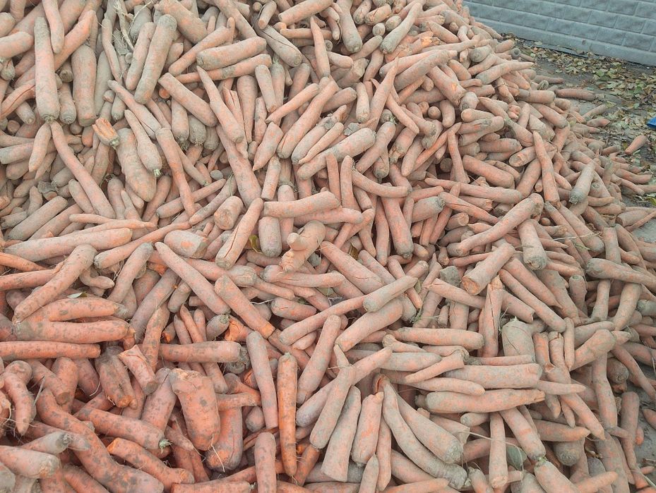 Marchew odpadowa od 40 gr