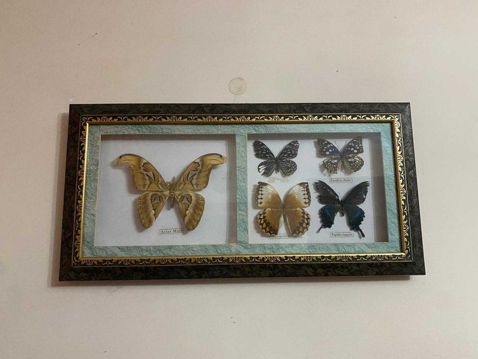 Quadro borboletas de coleção