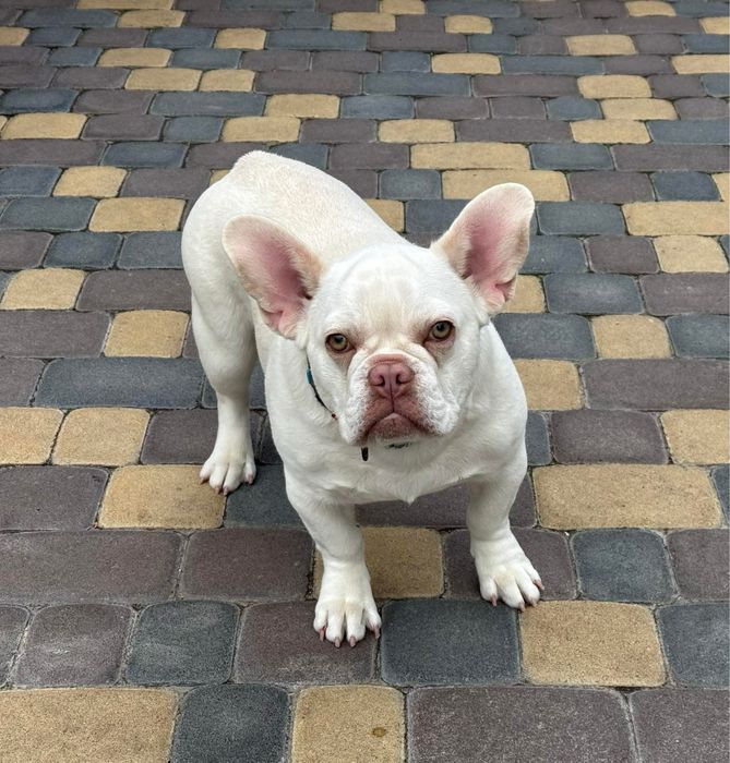 Стерилізована дівчинка французького бульдога окрас платіна 1,5 роки