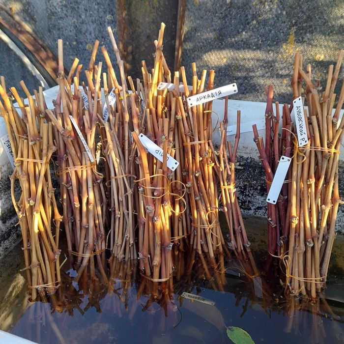 Черенки винограда