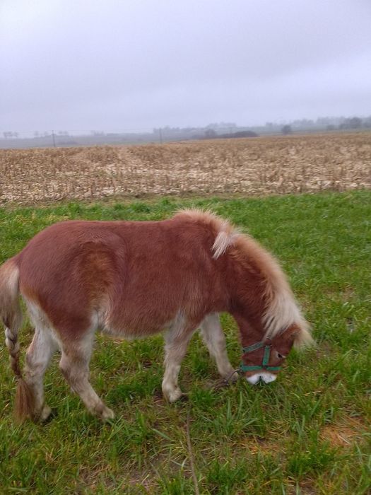 Sprzedam kucyka ogierka