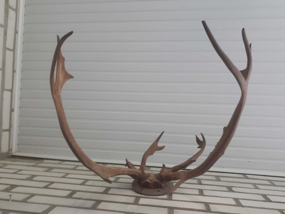 Рога оленя на подставке