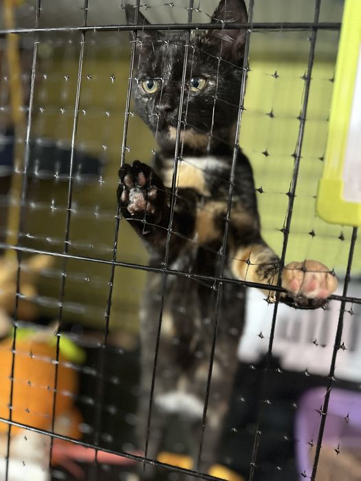 Koty z serca Kaszub polecają się do adopcji!