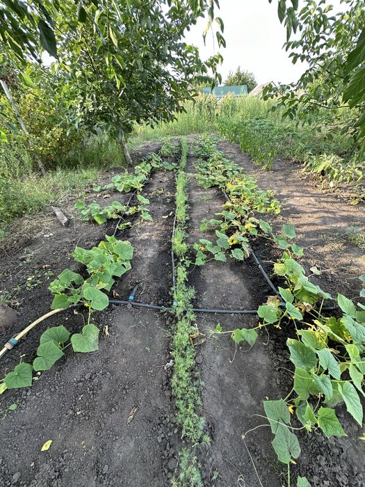 Продається дом в с.Ксаверівка, 48 соток землі, до Києва м.Теремки-40км