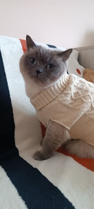 Светр для кота чи собаки