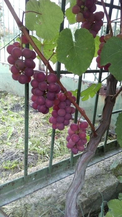 Piękne sadzonki winorośli Swenson Red
