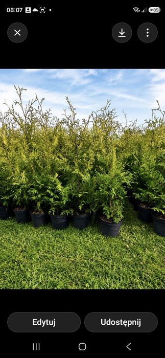 Tuja  Szmaragd i Thuja Brabant 5 Litrowa Doniczka !