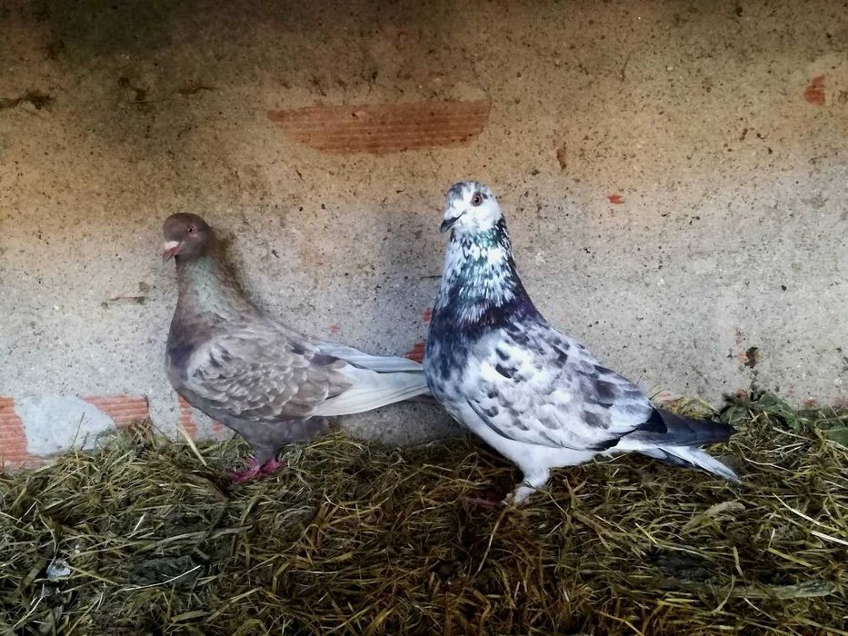 Pombos de grande porte