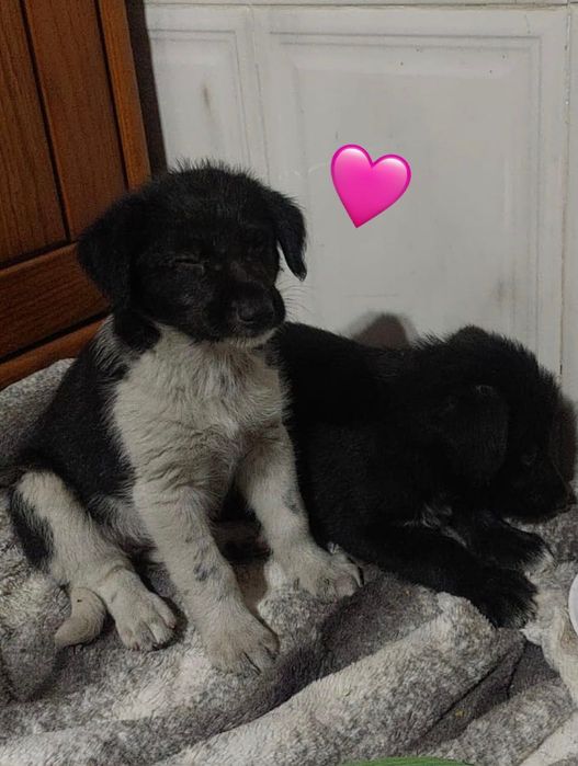 Cães bebés para adoção