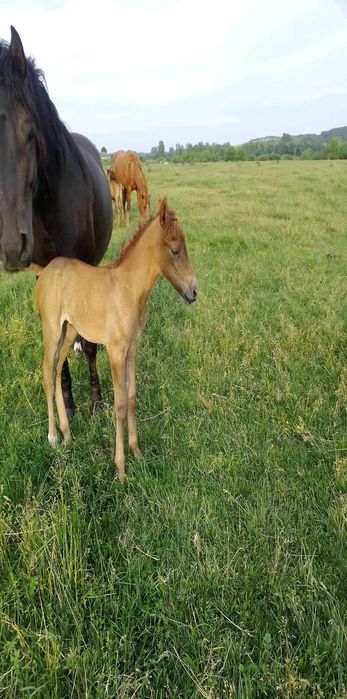 Кобила 5 років спокійна