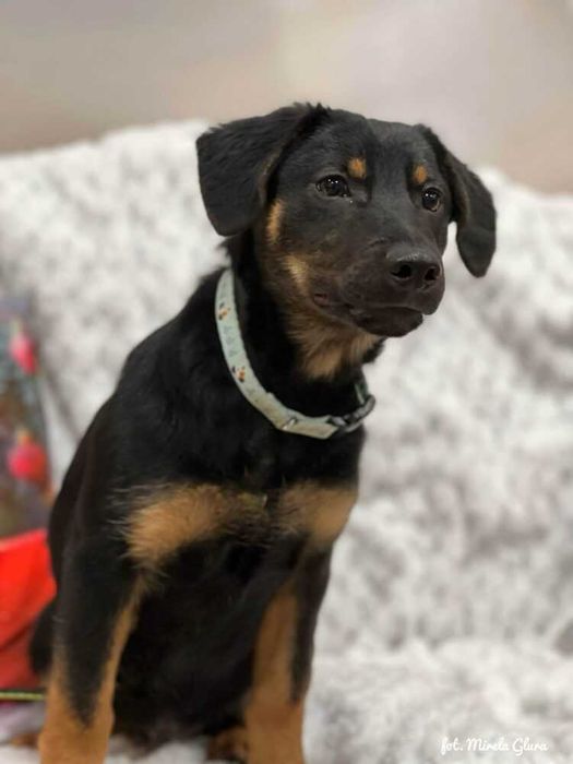 Mars - energiczny szczeniak szuka swojej pierwszej rodziny - 2107/25