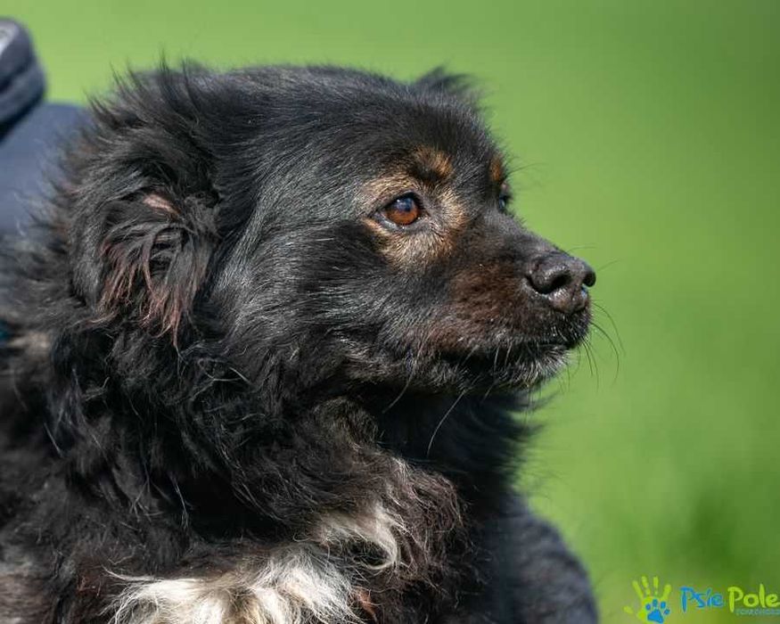 Psiak NERWUSEK szuka domku!