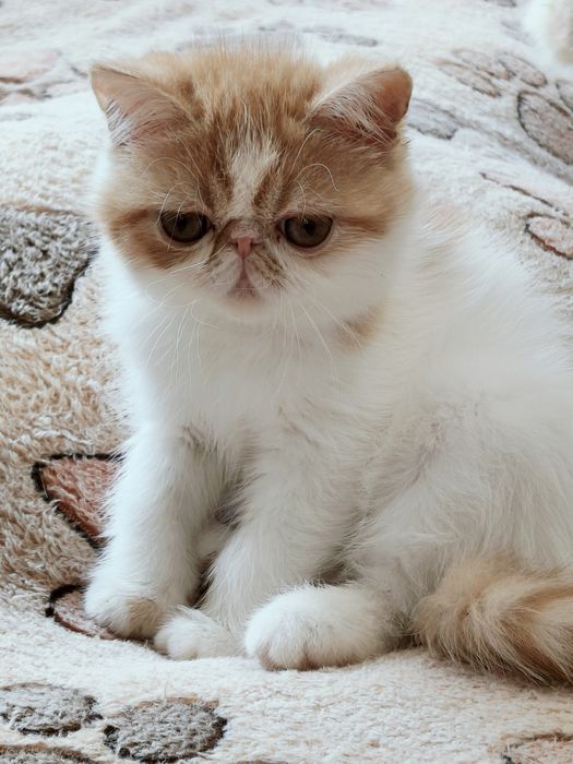Екзотична короткошерста
