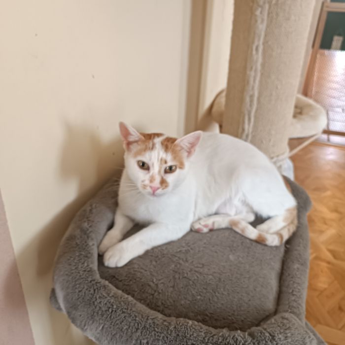 Dorosłe rodzeństwo do adopcji Fox i Florka