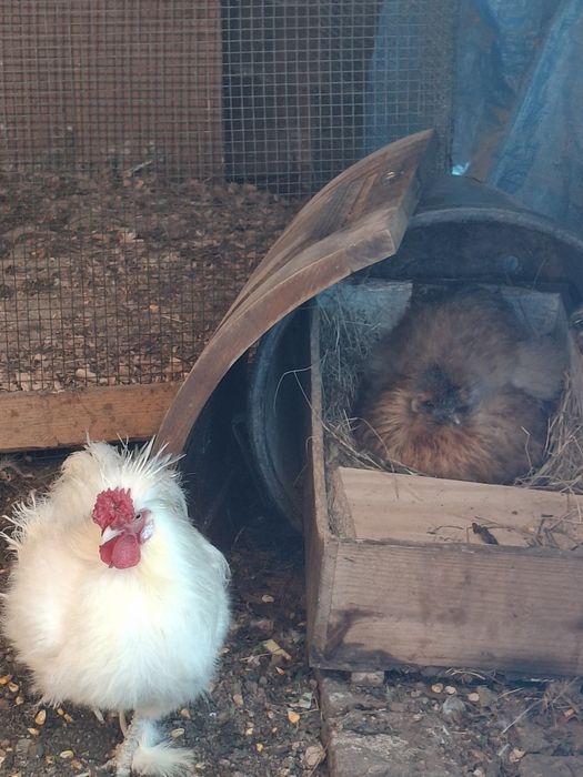 Vendo ovos de sedosas do Japão