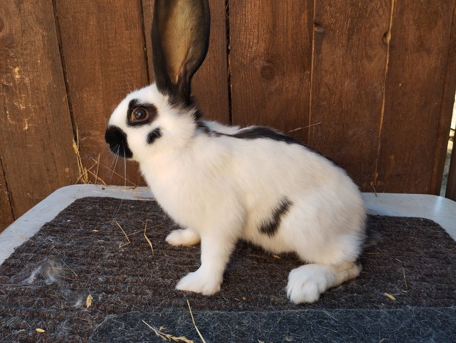 Olbrzym srokacz czarny i hawana