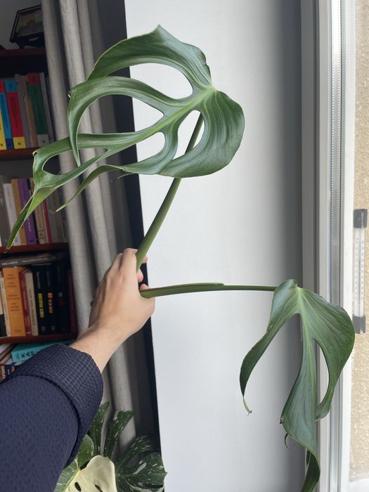Monstera burle marx flame szczyt