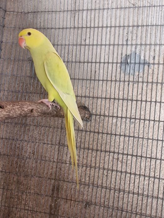 Venda de ring neck
