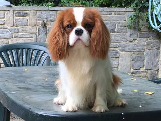 Piesek ZKwP - Cavalier King Charles Spaniel