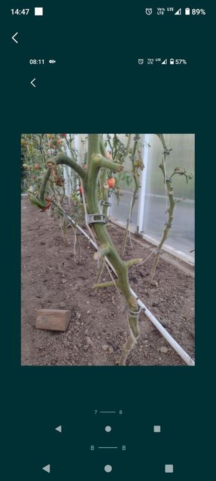 Nowe zapinki do pomidorów 100szt