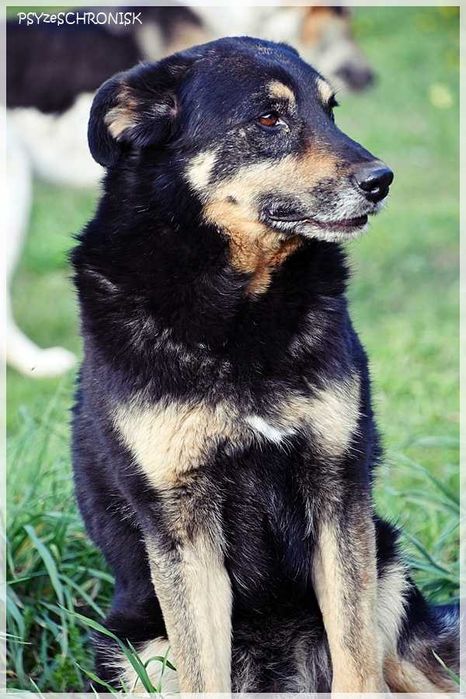 Borys – nie dla niego luksusy, wystarczy kochający opiekun