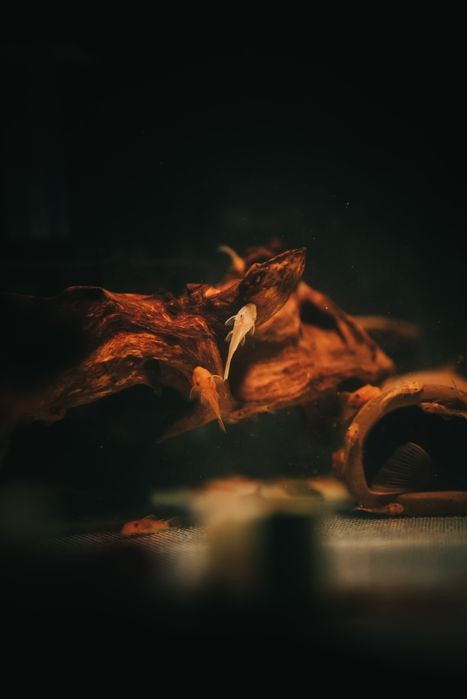 Ancistrus Super Red e Ancistrus Lemon Blue Eyes