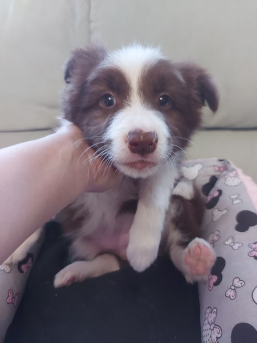 Border Collie  prześliczna suczka czekoladowa z rodowodem i badaniami