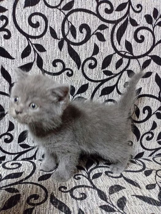 Котята Британцы Скотиш-Страйт