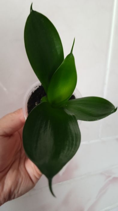 Хані Крем Медіопікта Пагода Фаворит Блек Драгон Лайм Деніс