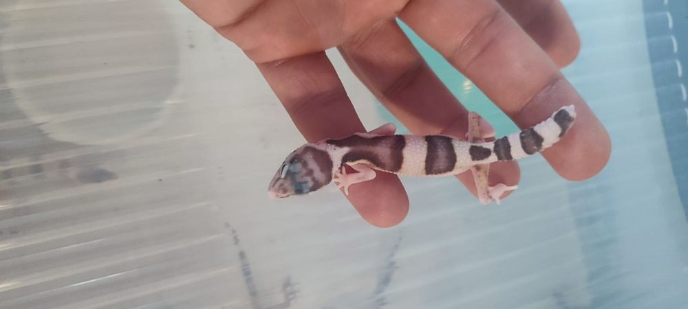 Gekon lamparci kolorowy