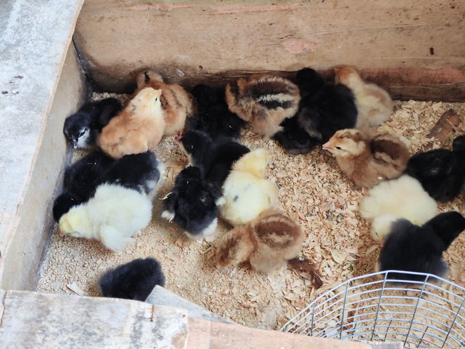 Ovos Galados Incubação