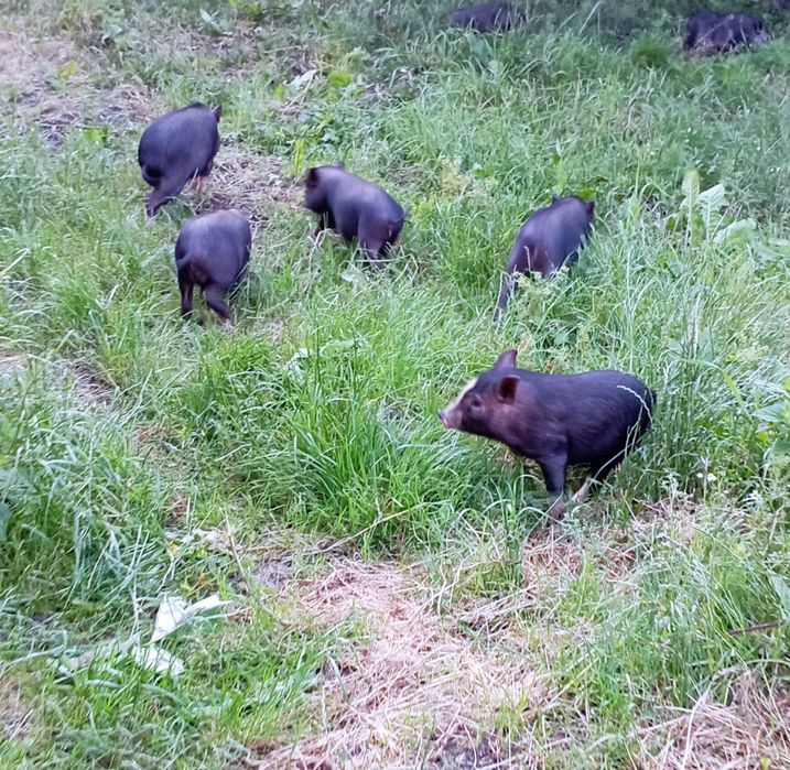 В'єтнамські поросята