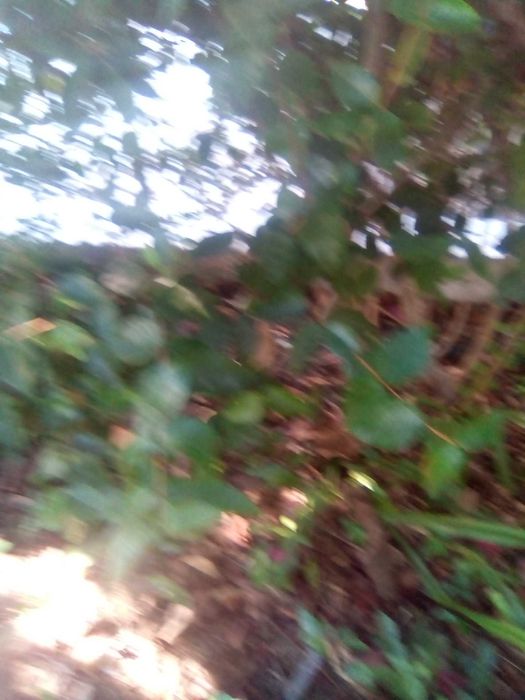 Vendo árvores Pitanga