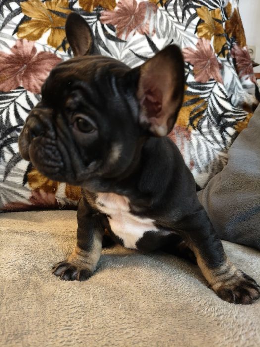 Bulldog francês macho