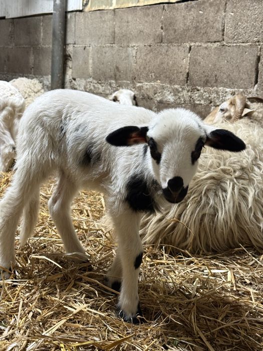 Rebanho de 20 ovelhas